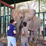 Can Pakistan save the last two of its four captive African elephants?
