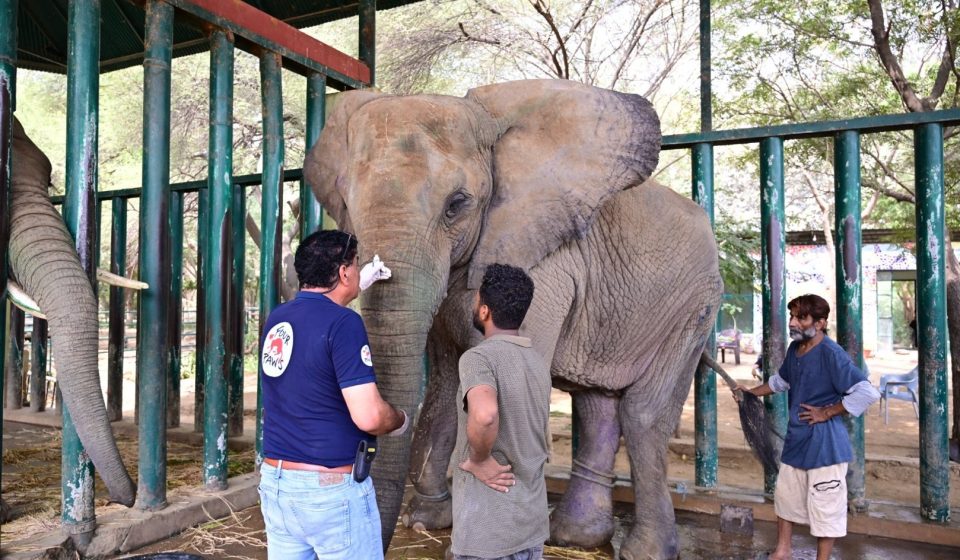 Can Pakistan save the last two of its four captive African elephants?