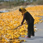 G20 condena el uso de alimentos como herramienta de presión económica o política